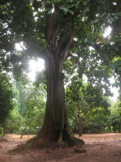 LA FORÊT SACRÉE, TEMPLE DES GRANDES DIVINITÉS VAUDOU D´AFRIQUE